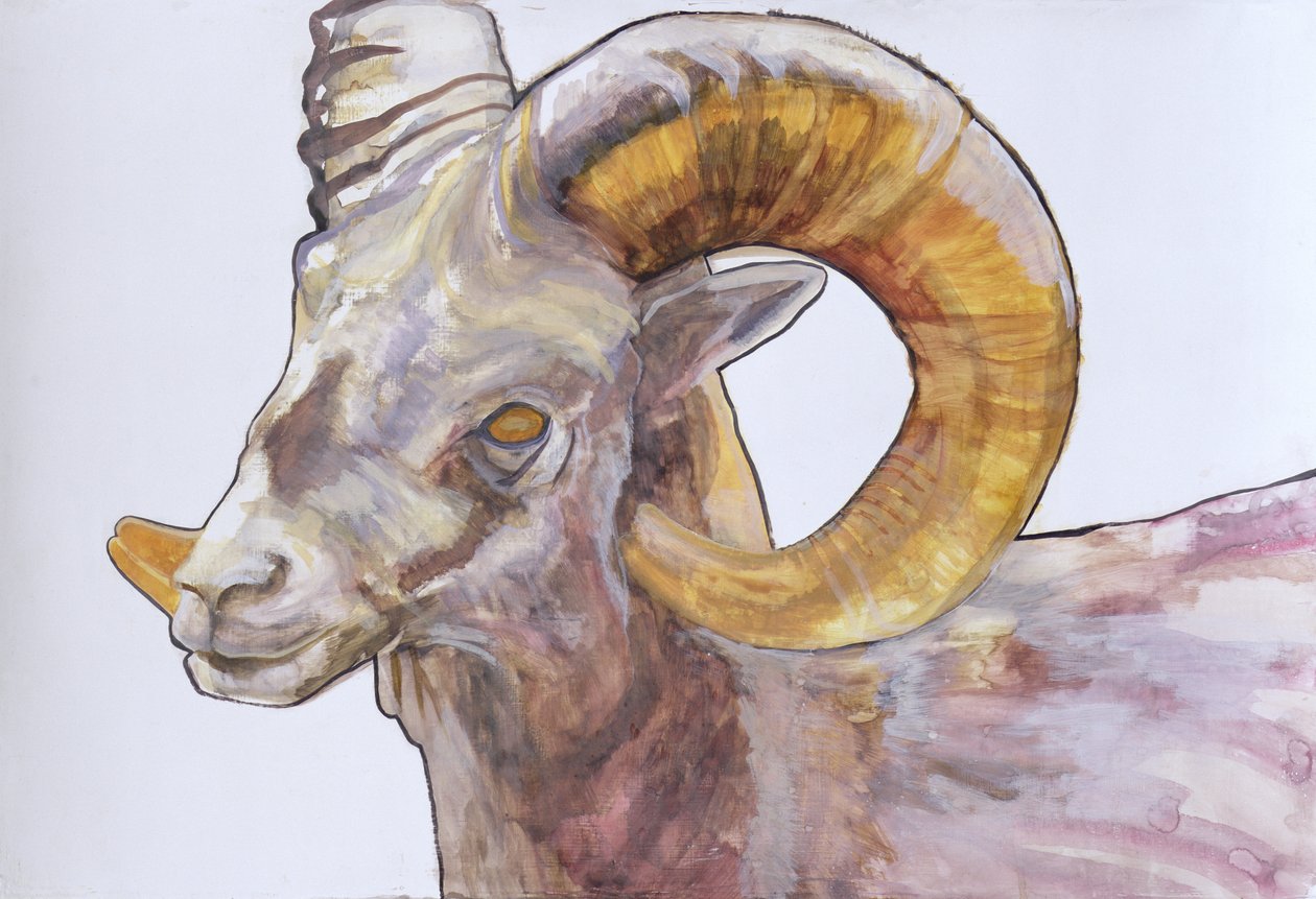 American Long Horn, 2004 (akvarelli ja akryyli gessolle paperille) tekijältä Lou Gibbs