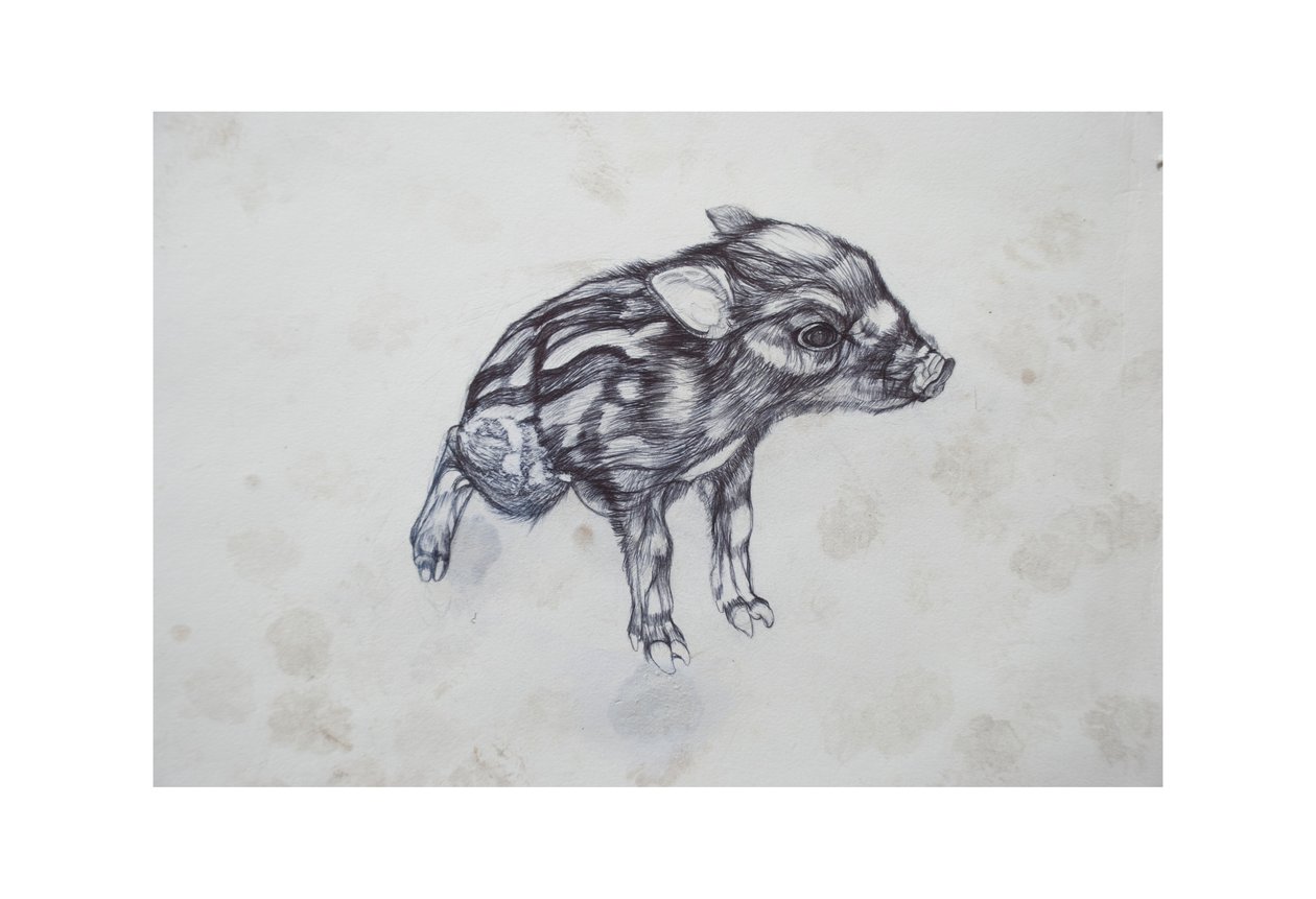 Pikku Possu, 2015,(bico biro paperilla) tekijältä Lou Gibbs