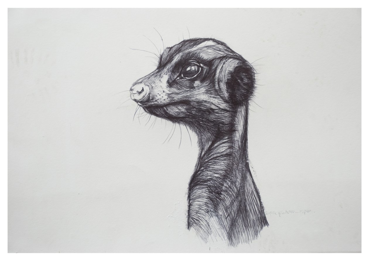 Meerkat, 2016,(biro paperilla) tekijältä Lou Gibbs