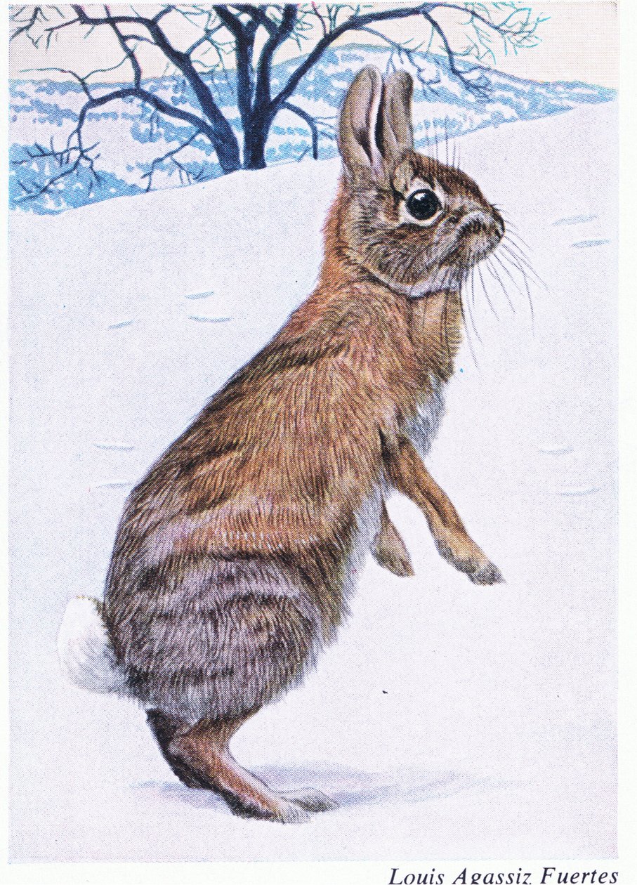 Varovainen Cottontail tekijältä Louis Agassiz Fuertes