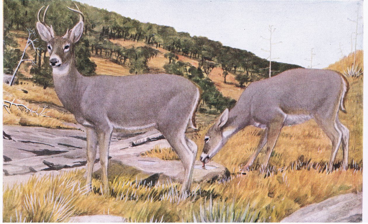 Arizona Whitetail pieni ja vaikeaselkoinen, turkki ruosteenruskea kesällä tekijältä Louis Agassiz Fuertes
