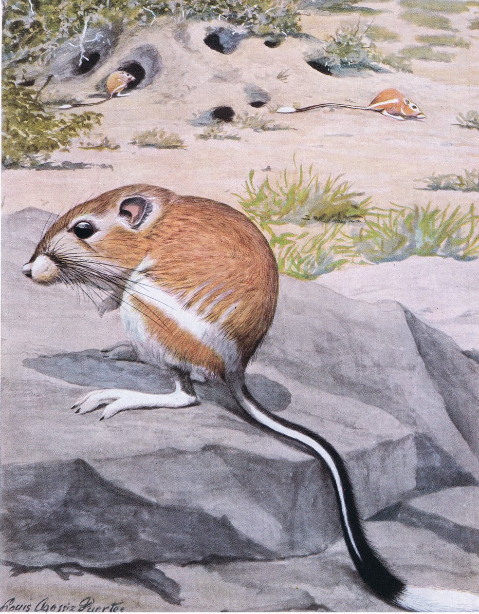 Banner Tailed Kangaroo Rat, rohkeat raidat ja tyylikäs valkokärkinen häntä tekijältä Louis Agassiz Fuertes