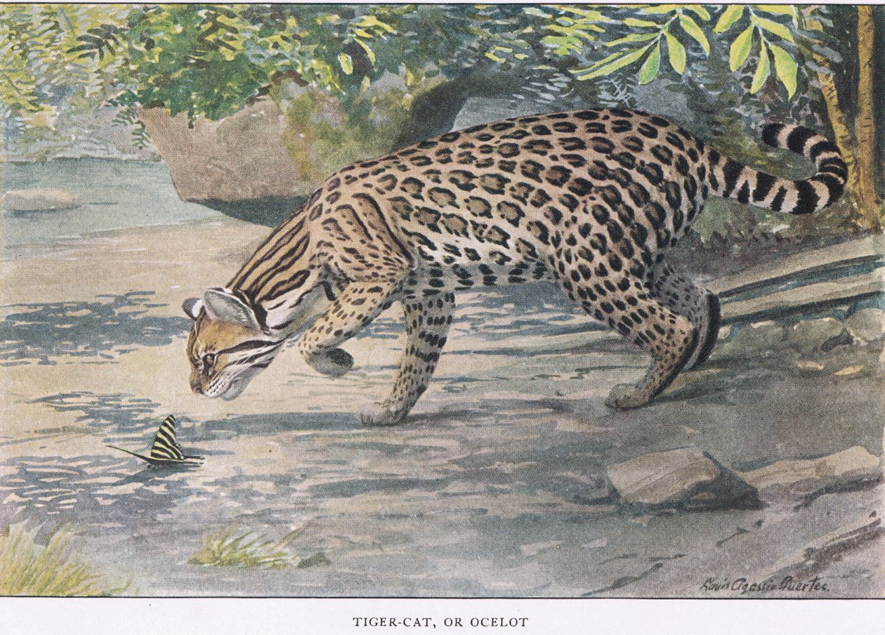Bob Cat tai Ocelot tekijältä Louis Agassiz Fuertes