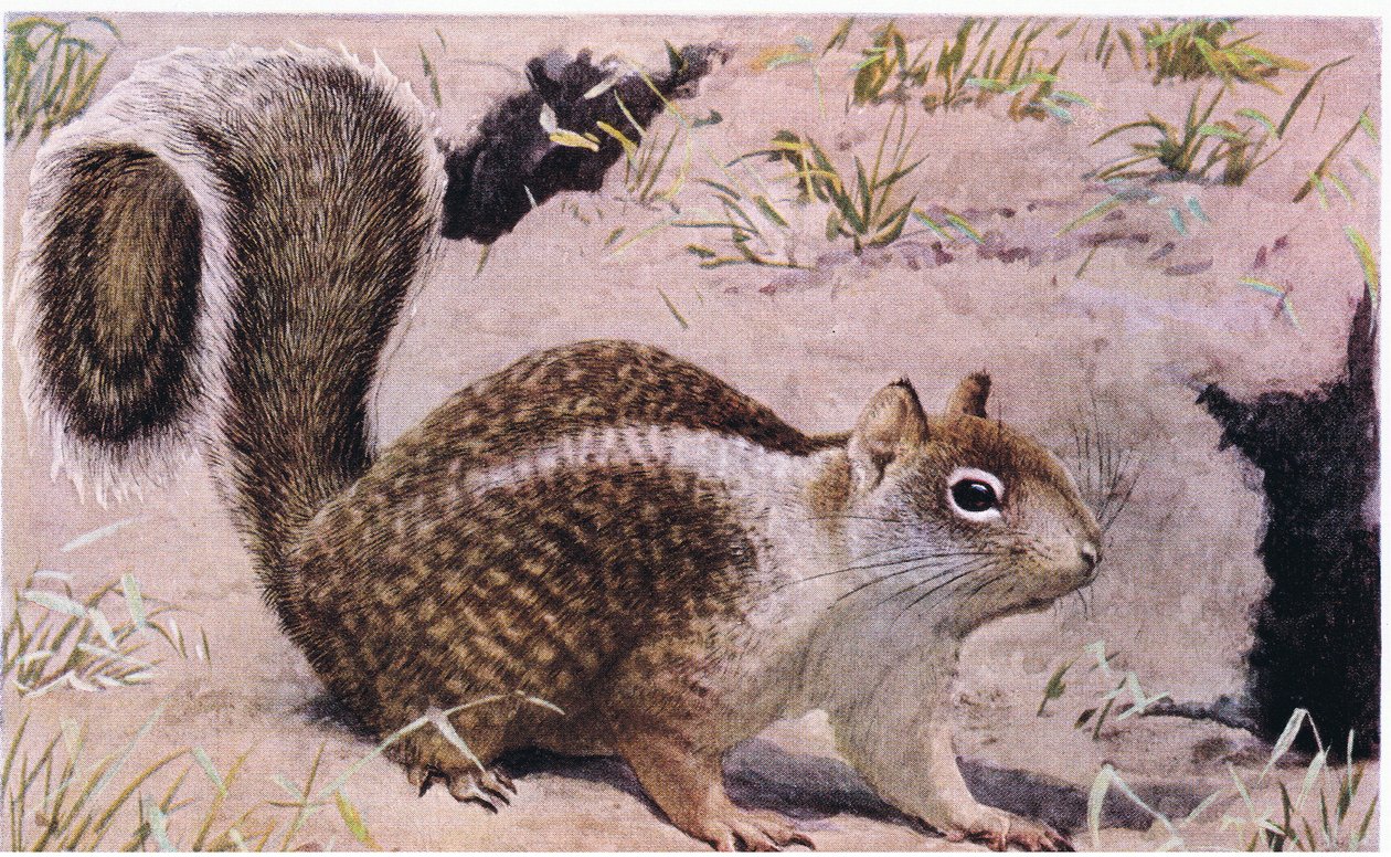 California Ground Squirrel asuu maan alla ja on erinomainen kaivuri tekijältä Louis Agassiz Fuertes