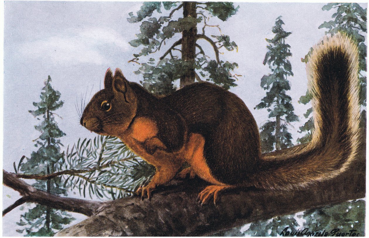 Douglas Squirrel elää kohoavien ikivihreiden kasvien keskellä tekijältä Louis Agassiz Fuertes