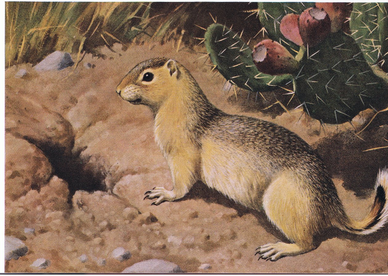 Eastern Chipmunk on pakonomainen tarjoaja, jonka monet kaapit eivät ole koskaan paljaita tekijältä Louis Agassiz Fuertes