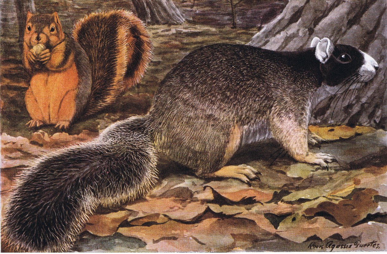 Fox Squirrel, värit vaihtelevat - etelässä musta, pohjoisessa ruoste tekijältä Louis Agassiz Fuertes