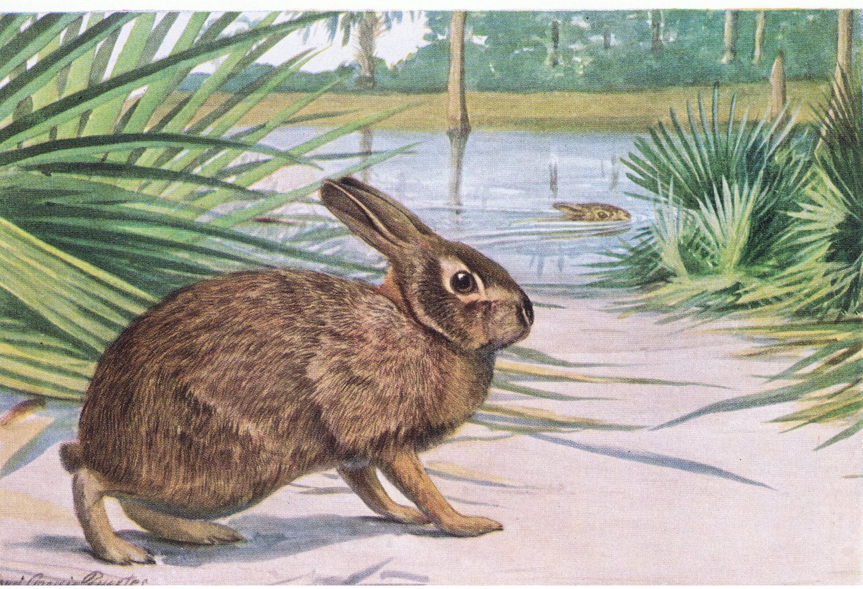 Marsh Rabbit - hidas maalla, mutta ui nopeasti ja varpaat leviävät tekijältä Louis Agassiz Fuertes