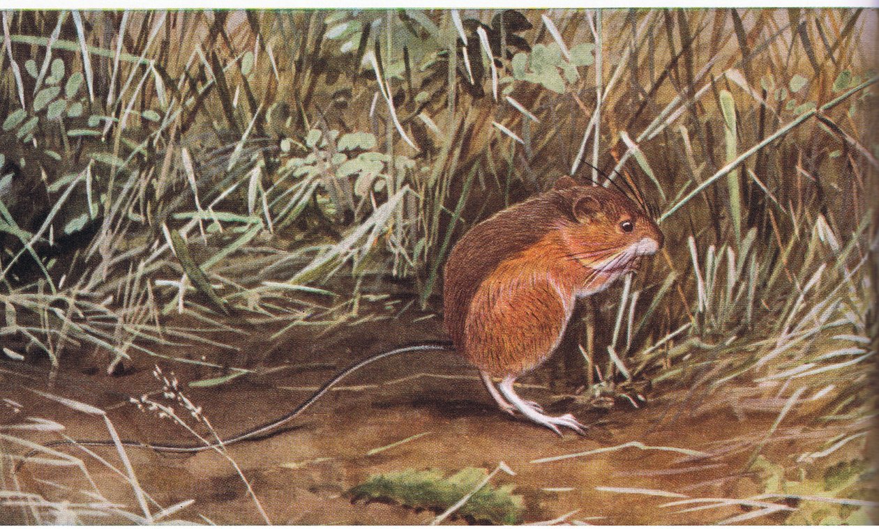 Meadow Jumping Mouse, pieni hiiri, mutta voi hypätä kahdeksan jalkaa pituudeltaan tekijältä Louis Agassiz Fuertes
