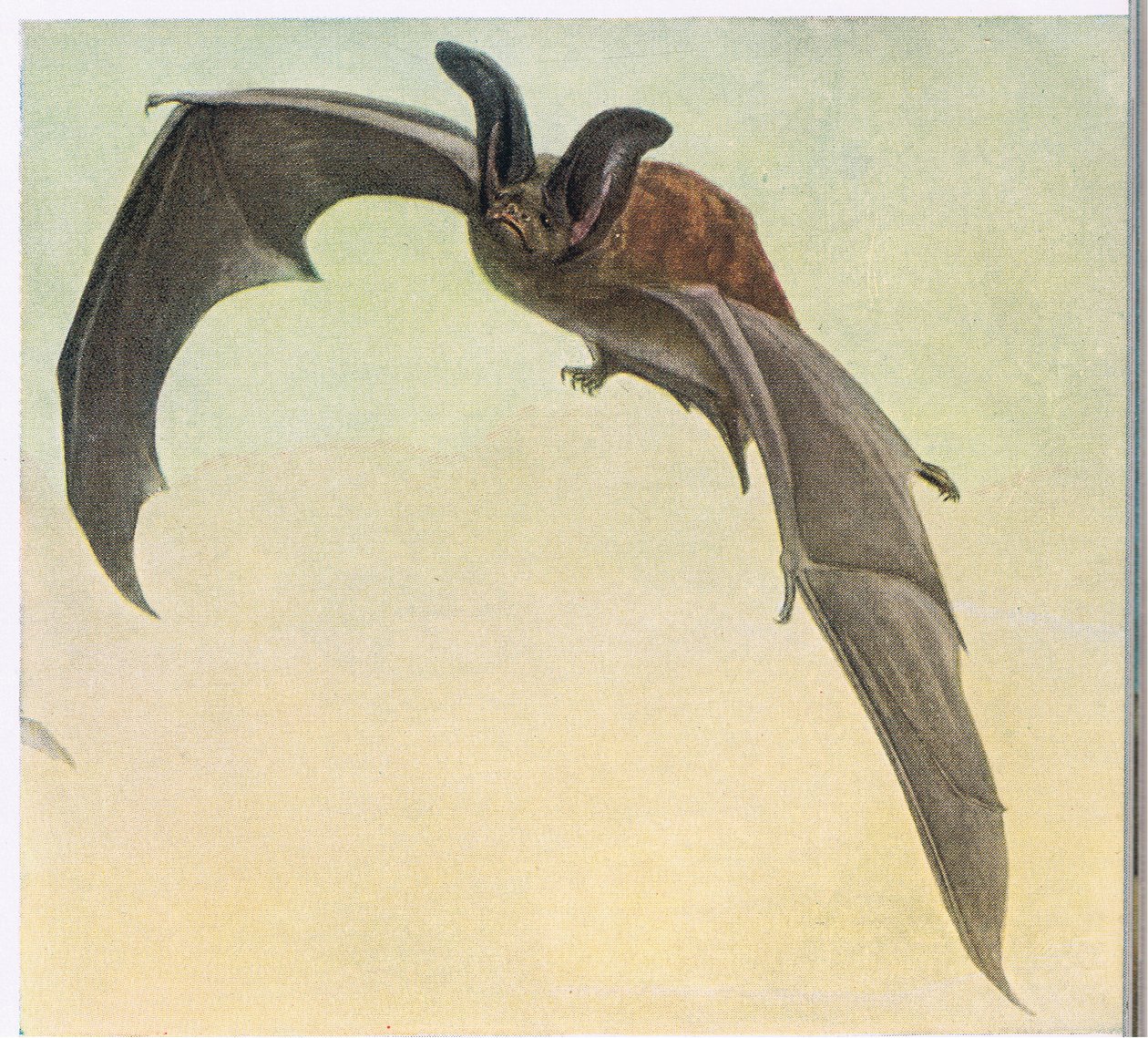 Pallid Bat tekijältä Louis Agassiz Fuertes