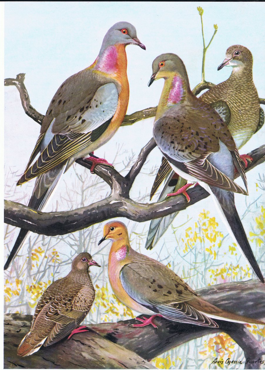Matkustajakyyhkynen, Eastern Morning Dove tekijältä Louis Agassiz Fuertes