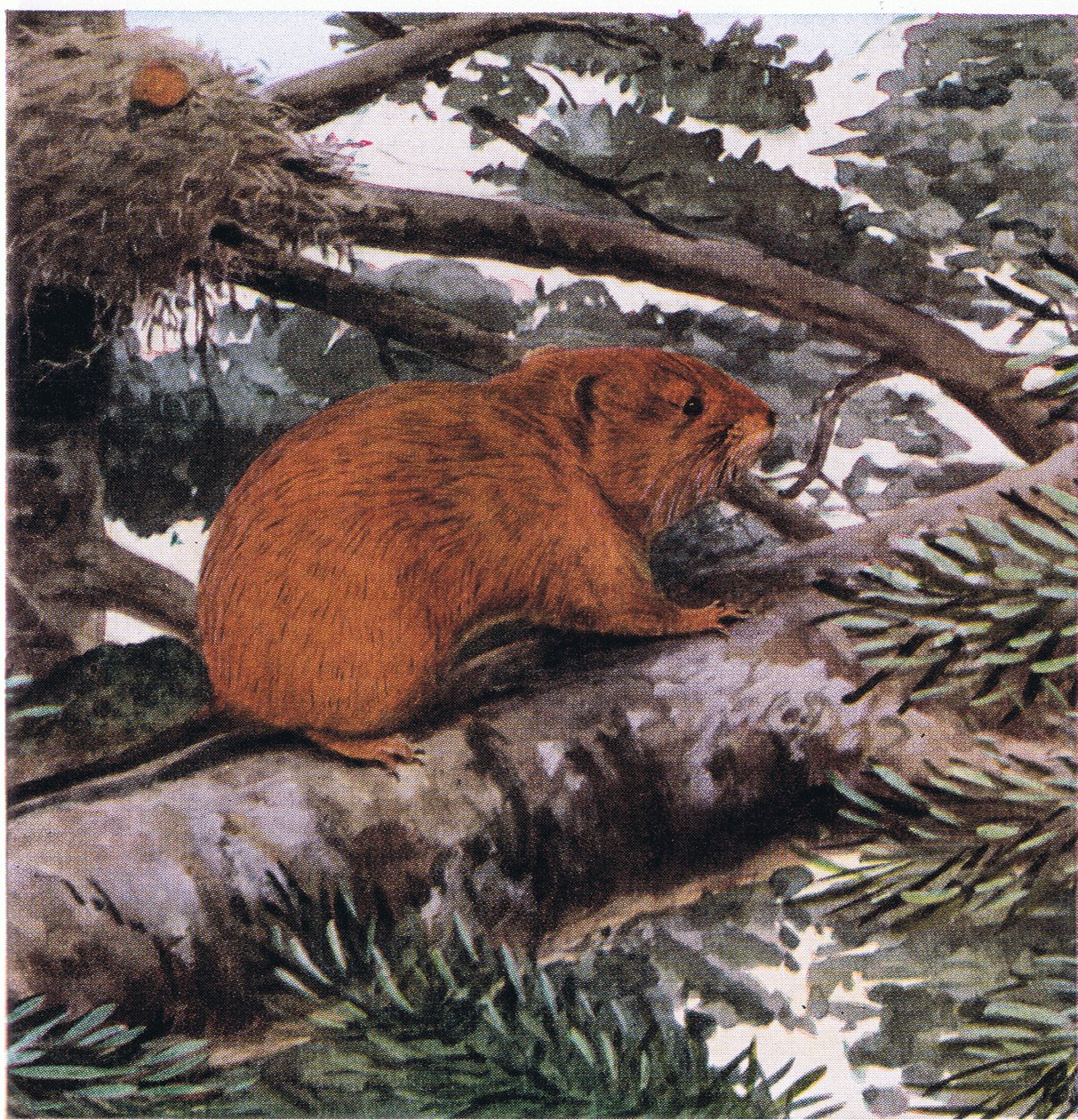 Red Tree Mouse, asuu Tyynenmeren rannikon metsien huipulla tekijältä Louis Agassiz Fuertes