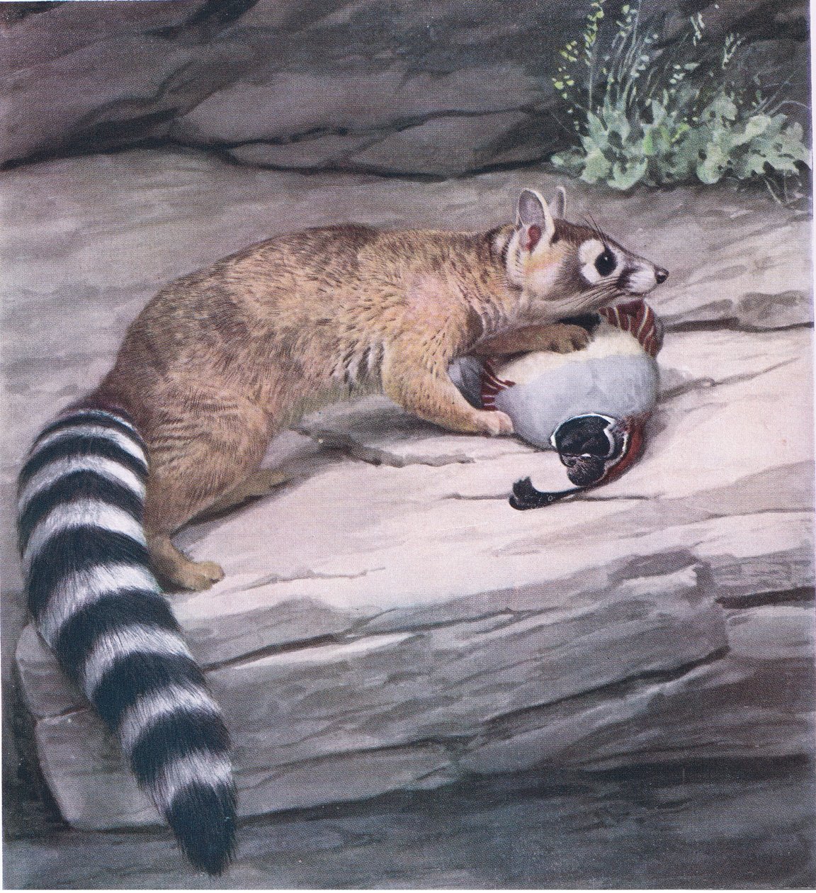 Teräväsilmäinen Ringtail viiriäisellä tekijältä Louis Agassiz Fuertes