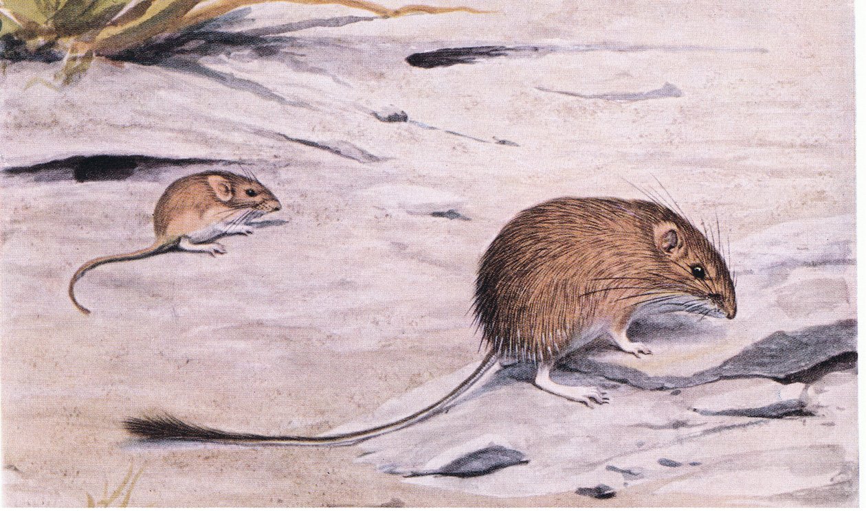Silky Pocket Mouse -soittimet siemenille tekijältä Louis Agassiz Fuertes