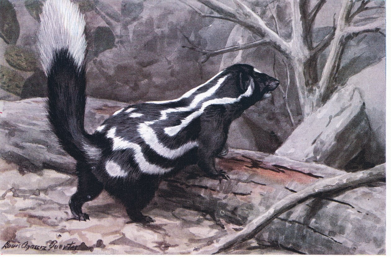 Spotted Skunk, urheilullinen täpliä ja raitoja sisältävä siksak koristaa kiiltävää turkkia. Skunkeista pienin tekijältä Louis Agassiz Fuertes