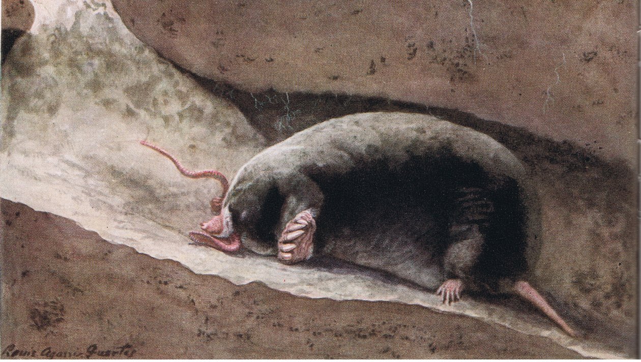 Townsend Mole tekijältä Louis Agassiz Fuertes