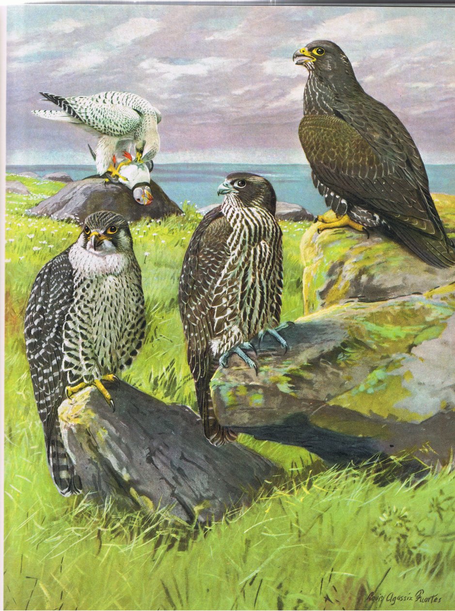 White Gyrfalcon, Black Gyrfalcon tekijältä Louis Agassiz Fuertes