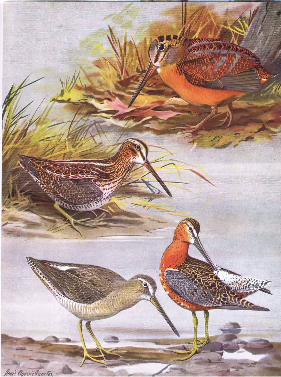 Wilsons Snipe, Eastern Dowitcher, American Woodcock tekijältä Louis Agassiz Fuertes