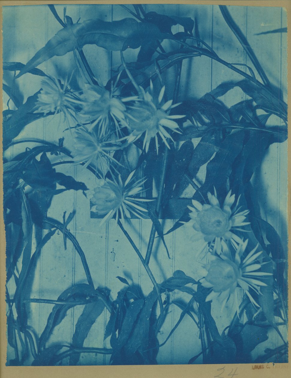 Floral Study, n. 1900 (syanotypia alkuperäisessä telineessä) tekijältä Louis Comfort Tiffany