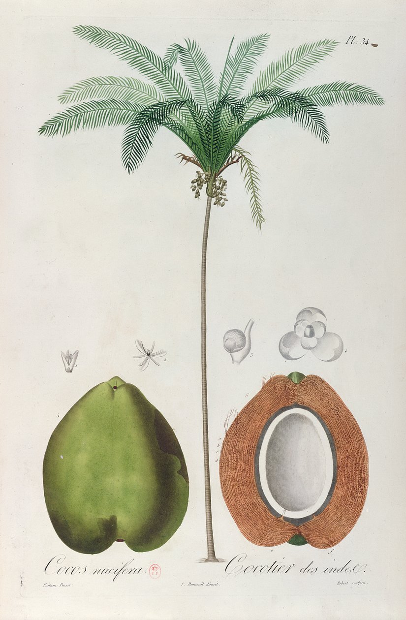 Kookospähkinät ja kookospuu (palmu), François Richard de Tussacin teoksesta "Flore des Antilles", 1808 tekijältä Louis Michel Dumesnil