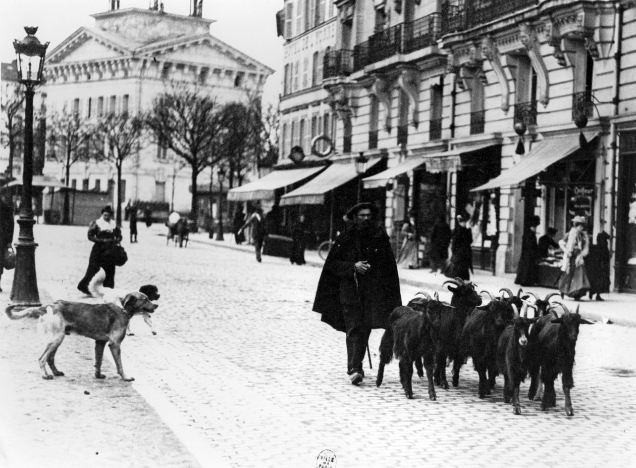 Vuohipaimenkoira ajamassa vuohilaumaansa Cours de Vincennesissä, Pariisissa, n. 1900 (bw kuva) tekijältä Louis Vert