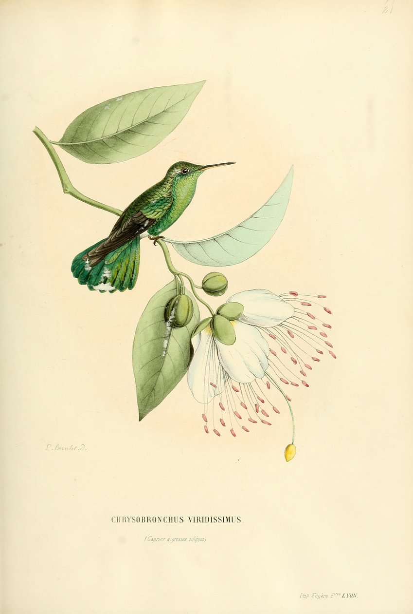 Polytmus theresiae theresiae tekijältä Louis Victor Bevalet