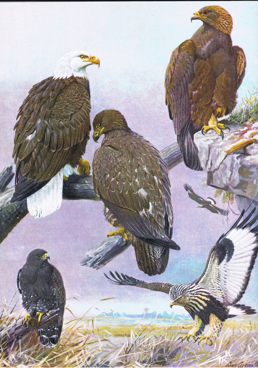 Bald Eagle, American Golden Eagle, American Rough Legged Hawk tekijältä Louis Agassiz Fuertes