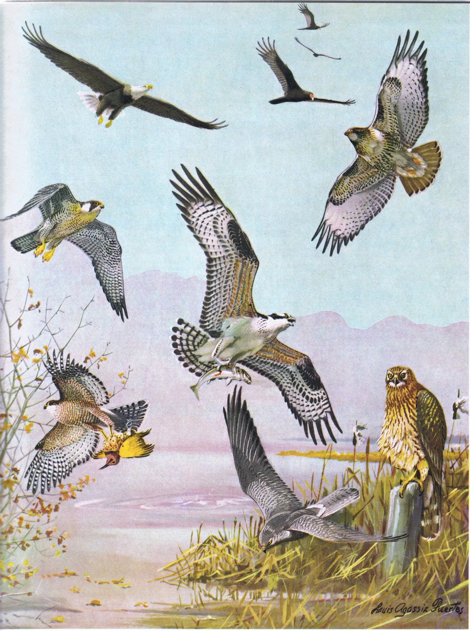Bald Eagle, Turtle Vulture, Eastern Red Tailed Hawk, Duck Hawk, American Osprey, Marsh Hawk tekijältä Louis Agassiz Fuertes