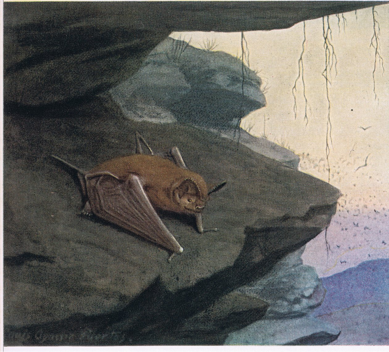 Free Tailed Bat tekijältä Louis Agassiz Fuertes