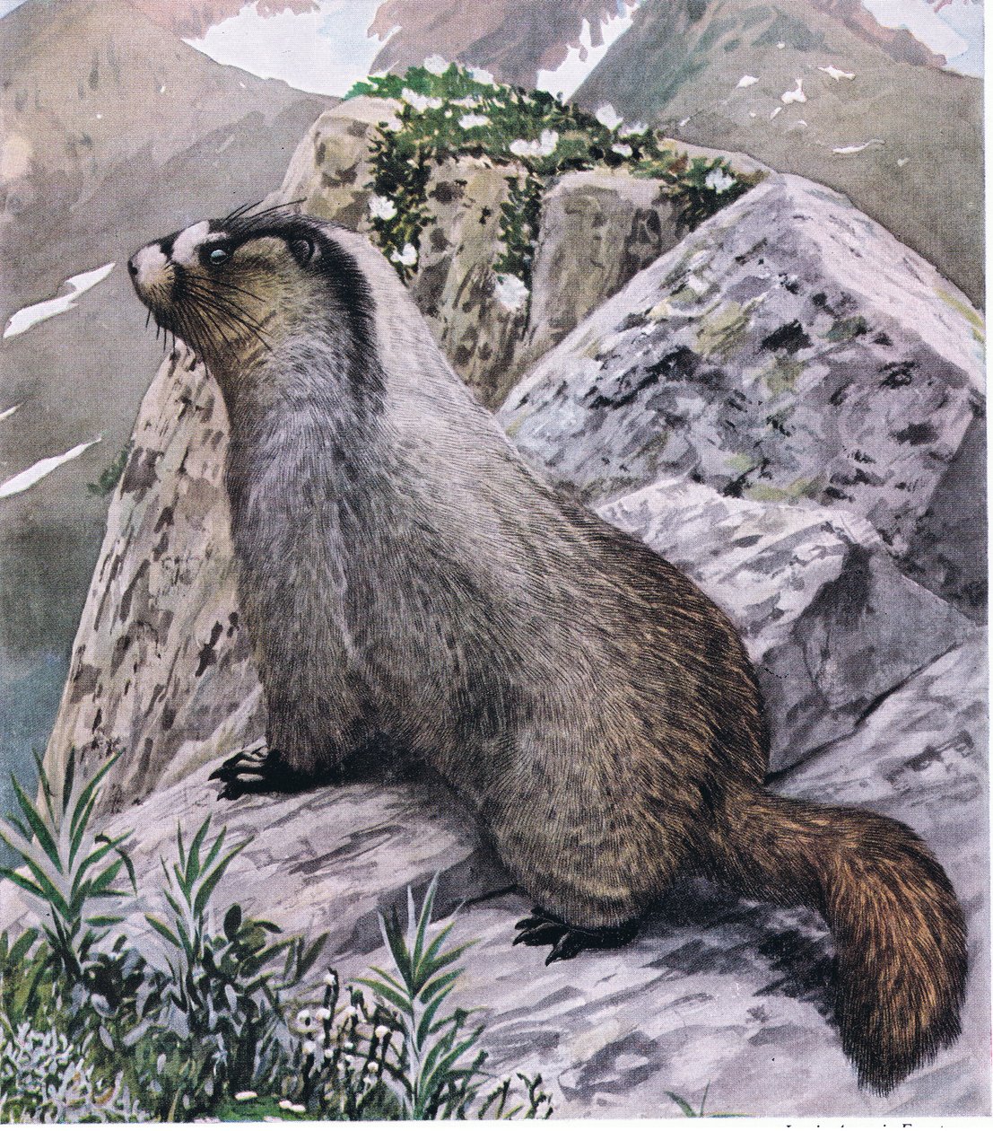 Hoary Marmot on aina valppaana, ilmoittaa vaarasta korkeilla pilleillä tekijältä Louis Agassiz Fuertes