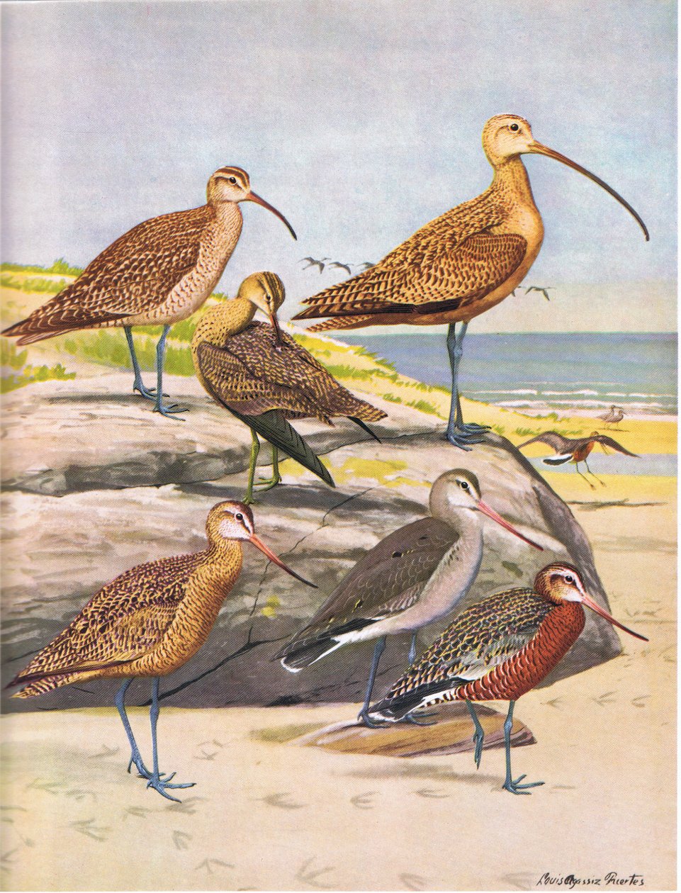 Hudsonian Curlew, Eskimo Curlew, Long Billed Curlew, Marble Godwit, Hudsonian Godwit tekijältä Louis Agassiz Fuertes