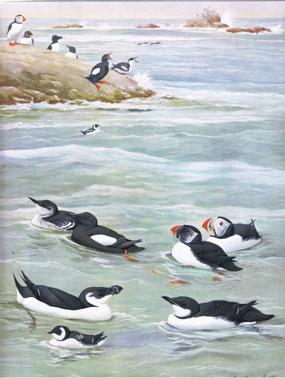 Kuvitus teoksesta The Natural History of American Birds of Eastern and Central Nort America pub. by Bramhall House c.1970. tekijältä Louis Agassiz Fuertes