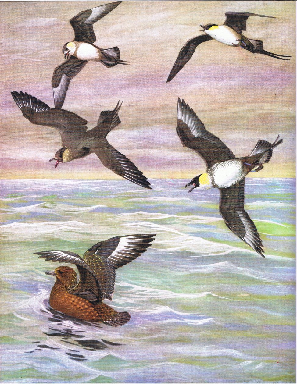 Kuvitus teoksesta The Natural History of American Birds of Eastern and Central Nort America pub. by Bramhall House c.1970. tekijältä Louis Agassiz Fuertes