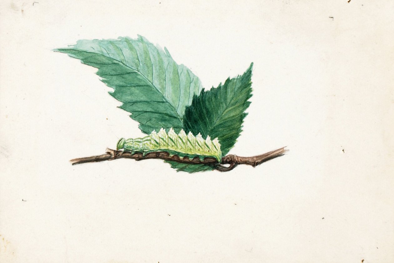 Jagged Leaf Edge Caterpillar, opinnäytetyö kirjaa varten Concealing Coloration in the Animal Kingdom varten. tekijältä Louis Agassiz Fuertes