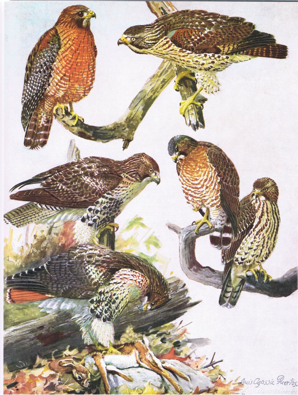 Northern Red Shouldered Hawk, Eastern Red Tailed Hawk, Broad Winged Hawk tekijältä Louis Agassiz Fuertes