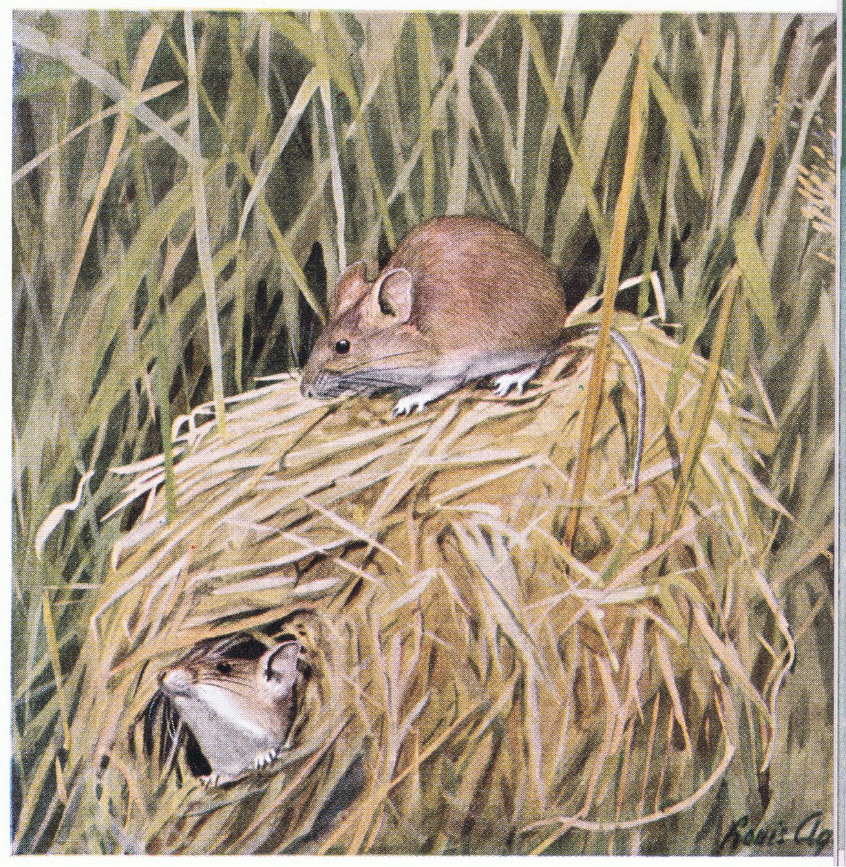 Western Harvest Mouse elää ja lisääntyy ruohopesässä tekijältä Louis Agassiz Fuertes