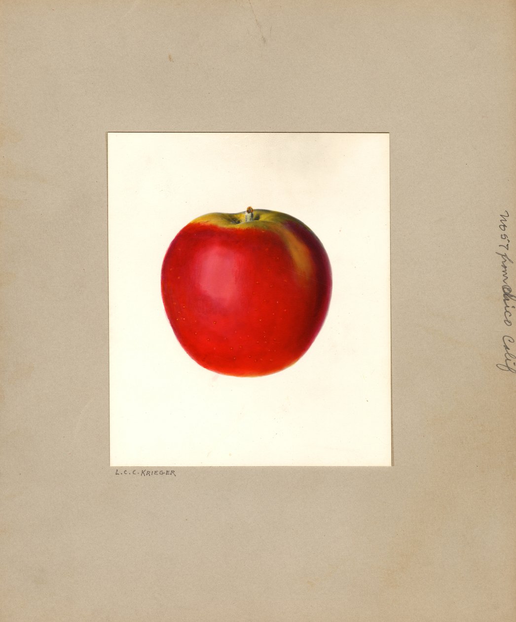 Omena (Malus domestica: nro 57) (vesiväri) tekijältä Louis Charles Christopher Krieger