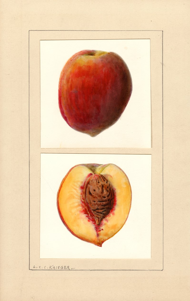 Persikat (Prunus persica: numero 10) (akvarelli) tekijältä Louis Charles Christopher Krieger
