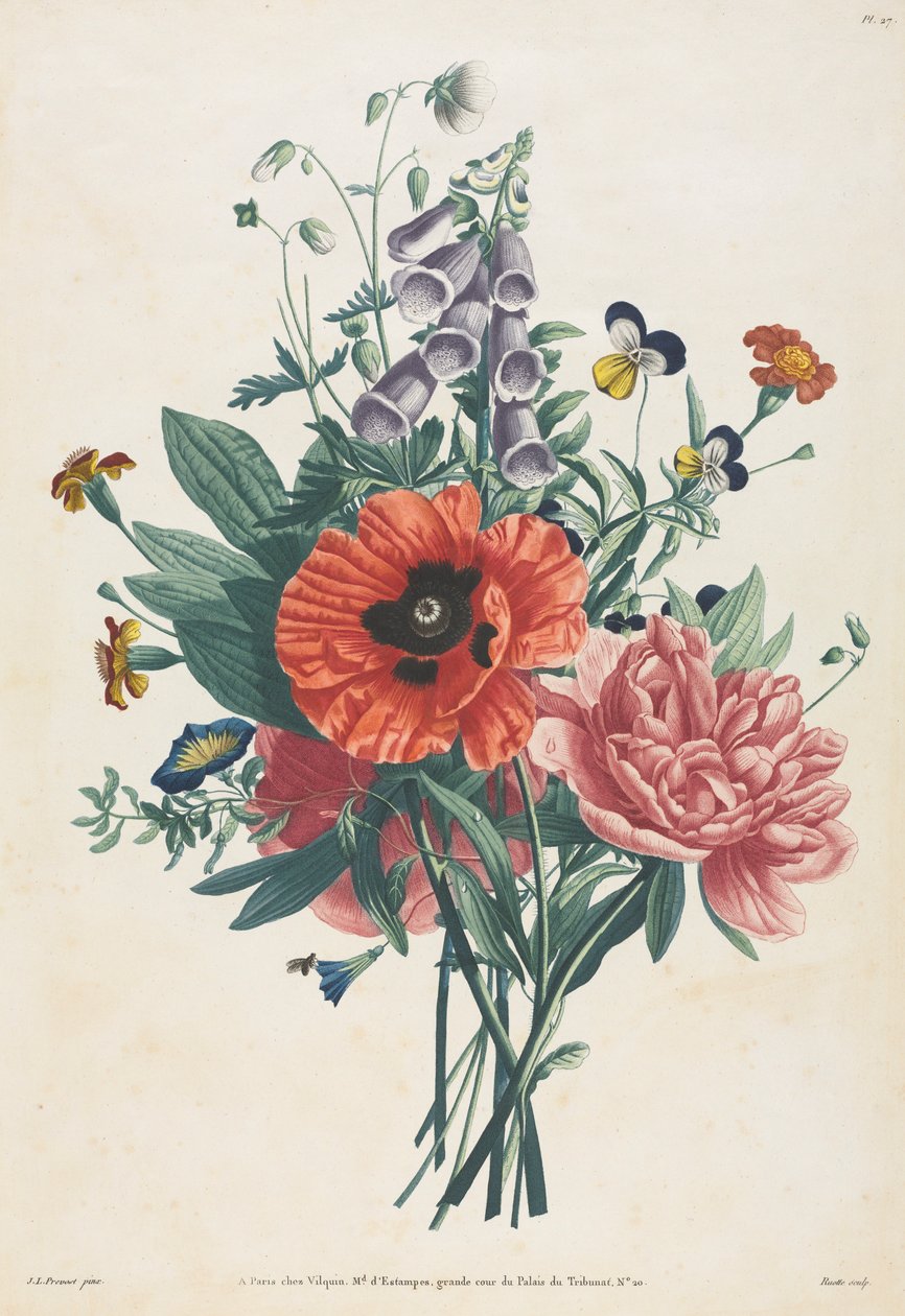 Kokoelma luonnon mukaan maalattuja kukkia ja hedelmiä: Foxglove-kimppu, Clematis..., 1805. tekijältä Louis Charles Ruotte