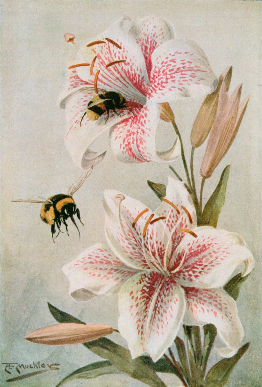 Mehiläiset ja liljat, kuvitus William J. Claxtonin artikkelista "Stories of Insect Life" tekijältä Louis Fairfax Muckley