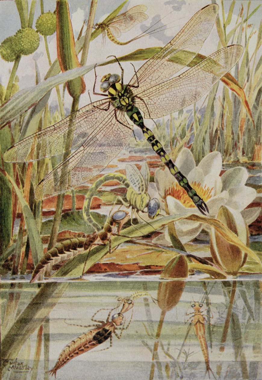 Dragonfly and Mayfly, kuvitus William J. Claxtonin teoksesta "Stories of Insect Life" tekijältä Louis Fairfax Muckley