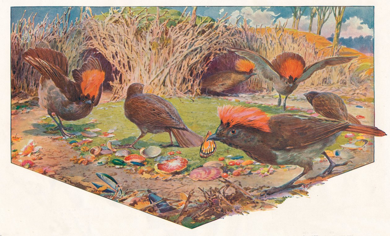 Gardener Bower Birds, 1911, 1911 tekijältä Louis Fairfax Muckley