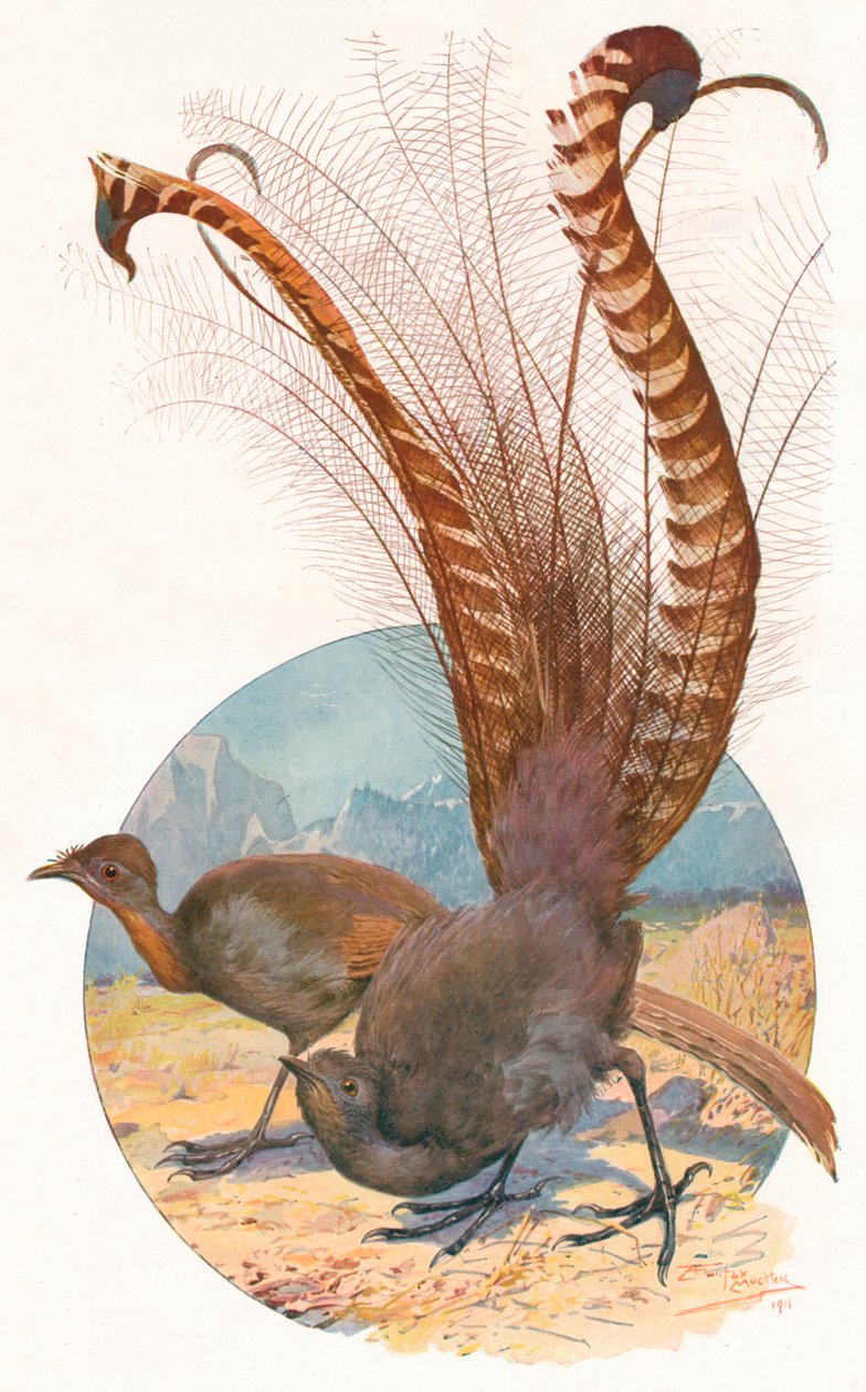 Lyre Birds, 1911, 1911 tekijältä Louis Fairfax Muckley