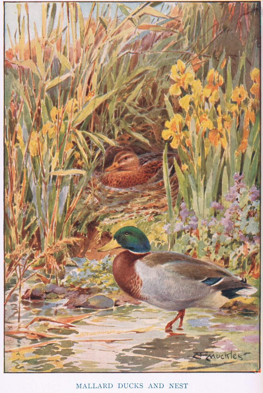 Mallard Ducks and Nest, kuvitus elokuvasta "Country Days and Country Ways" (värilitho) tekijältä Louis Fairfax Muckley