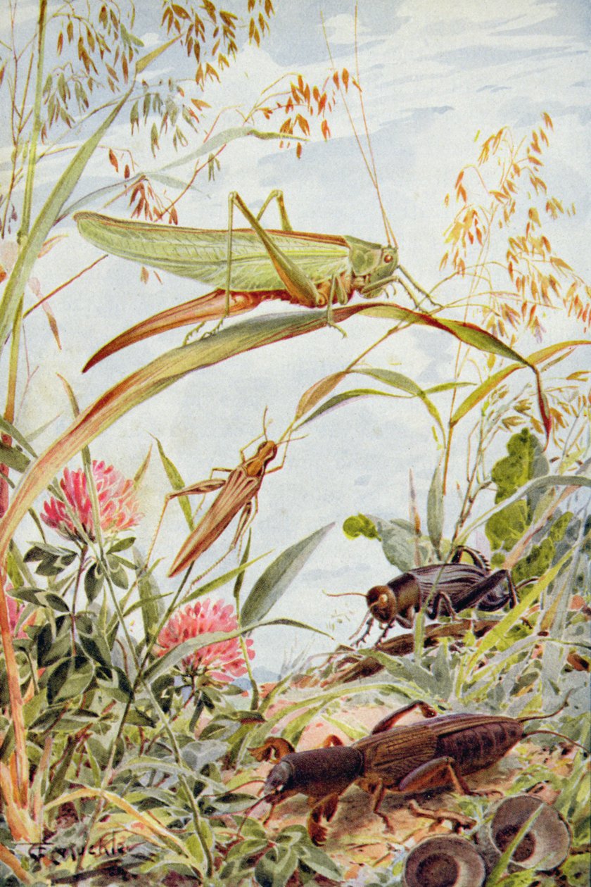 Musical Insects, kuvitus William J. Claxtonin teoksesta "Stories of Insect Life" tekijältä Louis Fairfax Muckley