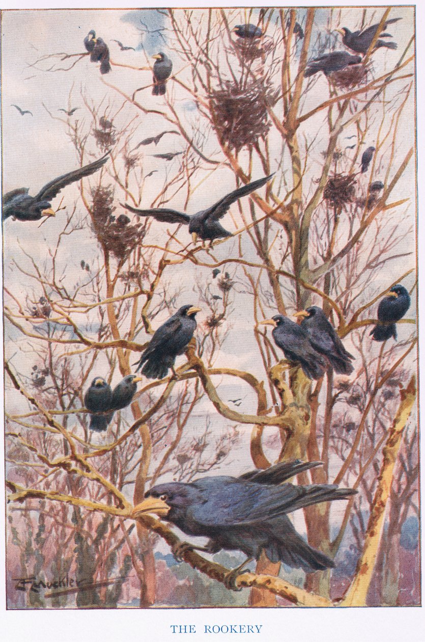 The Rookery, kuvitus elokuvasta "Country Ways and Country Days" (värilitho) tekijältä Louis Fairfax Muckley