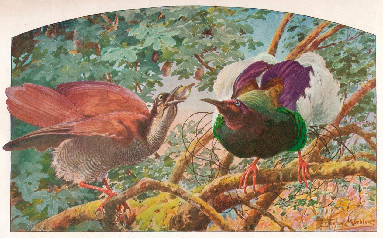 Kaksitoista lankaa paratiisin lintuja, c1910, 1911 tekijältä Louis Fairfax Muckley
