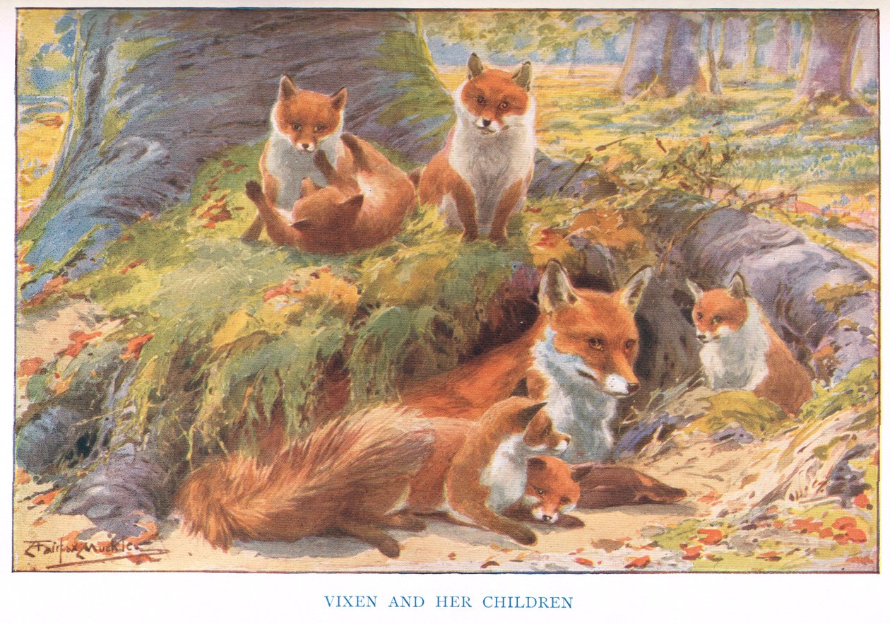 Vixen ja hänen lapsensa, kuvitus elokuvasta "Maan tavat ja maapäivät" (värilitho) tekijältä Louis Fairfax Muckley