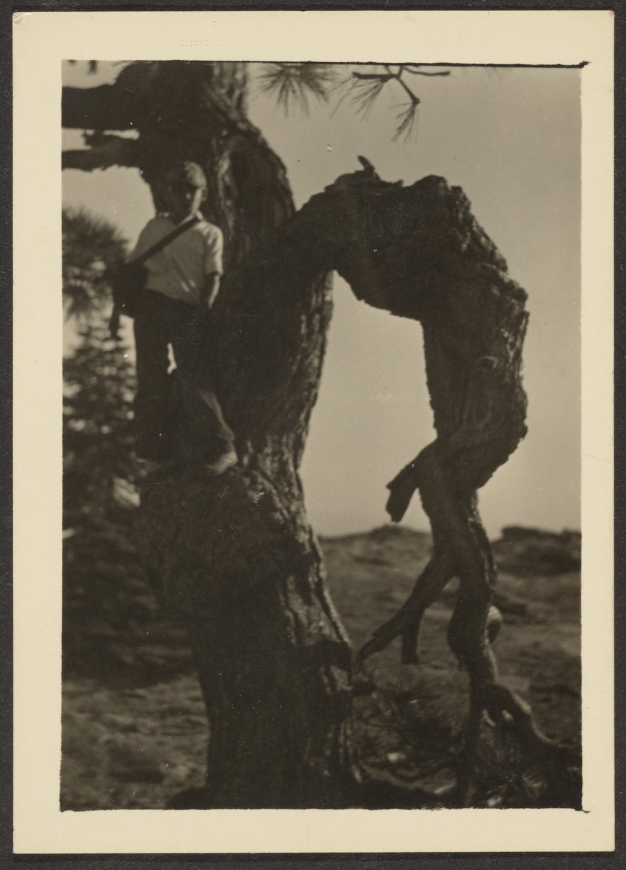 [Bobby on Knot of Pine Tree] tekijältä Louis Fleckenstein