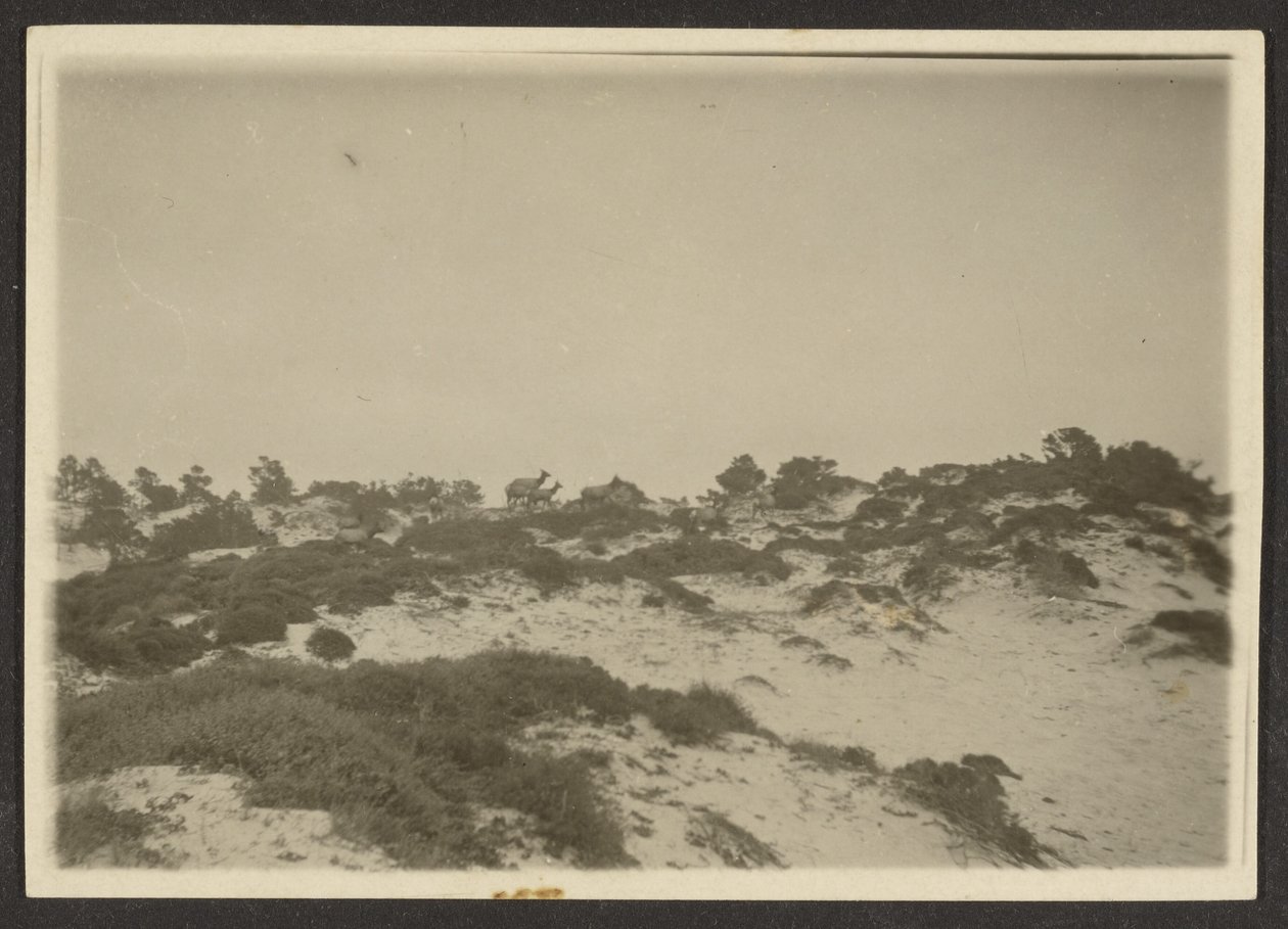 [Dunes] tekijältä Louis Fleckenstein